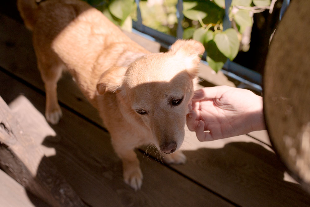 prali italic mountain dog