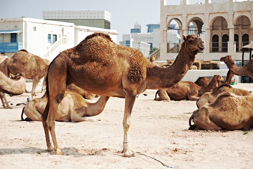 cammello doha qatar