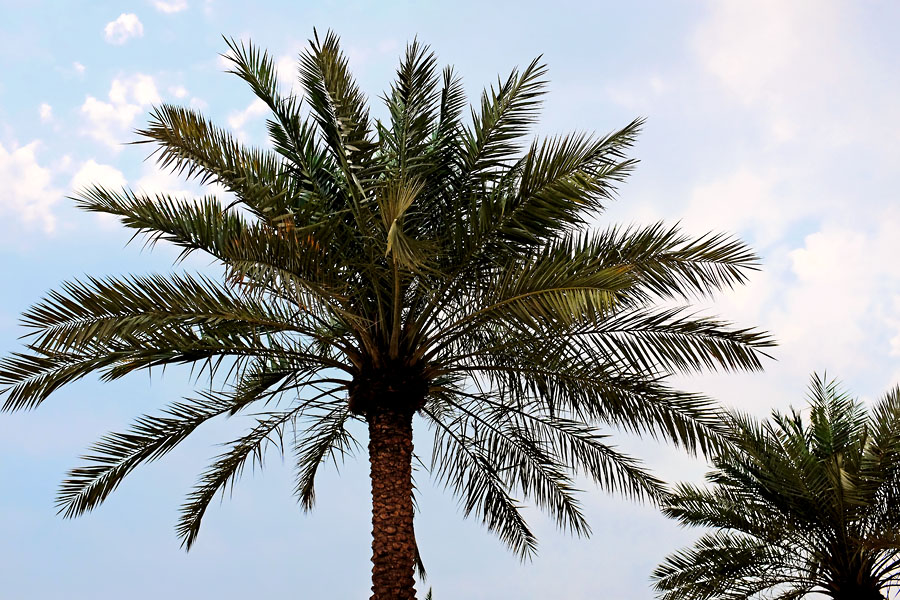 doha palme